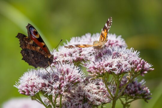 peacock and painted lady butterflies on frothy pink flowers of hemp agrimony
