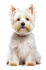 Close up of small white dog with collar and leash. Generative AI.