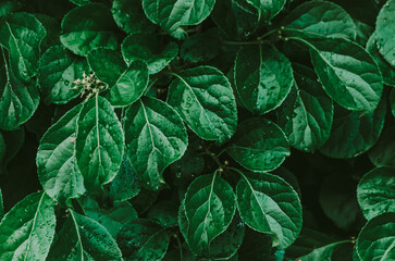 green leaves background