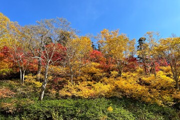 紅葉のイメージ