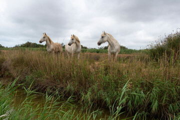 Obraz premium Cheval, race Camarguaise, Camargue, 34, Herault, France