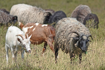 A flock of sheep combined with goats on the Lueneburg heath in Germany. The sheep are of the...