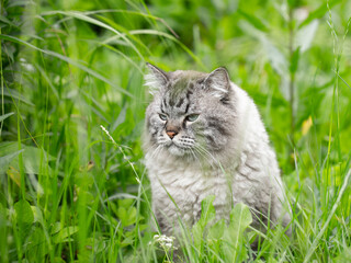 Naklejka na ściany i meble Siberian cat in a grass outdoors