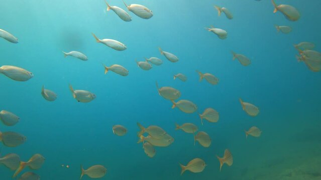 encounter with a school of fish swimming on the mediterranean sea beach in 4k UHD underwater diver