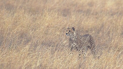 cheetah in serengeti national park