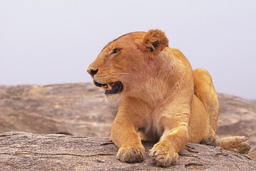 lioness sitting on the rock