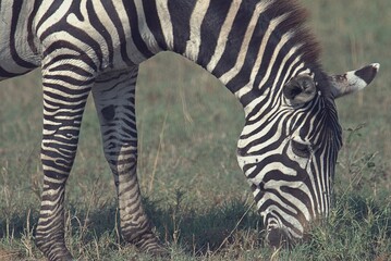 grazing zebra