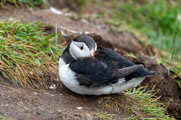 Atlantic Puffin at its burrow after fishing in Borgarfjörður eystri, Eastern Iceland