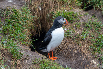 Atlantic Puffin at its burrow after fishing in Borgarfjörður eystri, Eastern Iceland