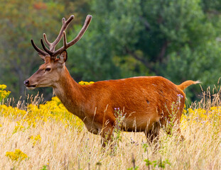 Stag in the Woods