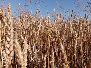 Fototapeta premium Wheat field on the background of the blue sky. Agriculture in Ukraine. Ripe ears of wheat.