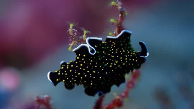 Gold dotted flatworm (Thysanozoon) Sits on a coral branch, WAKATOBI, Indonesia, Asia