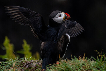 Atlantic Puffin with his wings out and spanned, in Iceland