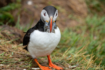 Cute portrait of Atlantic Puffin in Iceland at Borgarfjörður eystri, with a mouthful of fish