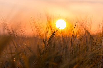 Golden ears of wheat on the field