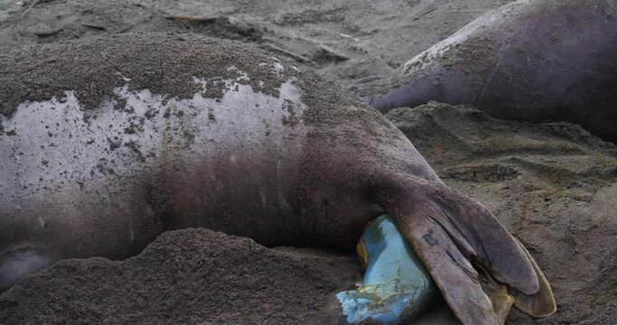 Rarely seen video clip of an elephant seal giving birth. The pups are born tail first. First in a series of four clips of this sequence.