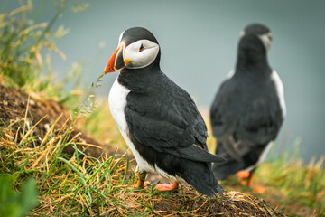 Atlantic Puffins at Borgarfjörður eystri, Eastern Iceland
