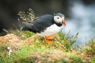 Cute Atlantic Puffin at Borgarfjörður eystri in Eastern Iceland during summer