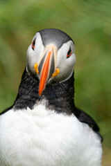 Atlantic Puffin portrait with front view at Borgarfjörður eystri, Eastern Iceland. Defocused beak