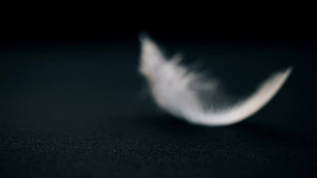 Feather of bird moves from the air flow on background. Super slow motion video concept in extreme macro details. Background for music video or as illustration of life path. Place for text. Copy space