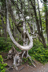 Root and Stem Structures of a Tree along the Pacific Rim Trail