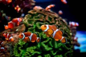 Clown fish ( Amphiprion ocellaris ) swimming underwater on tropical coral reef in deep blue ocean sea. Colorful cute sea life in aquarium.