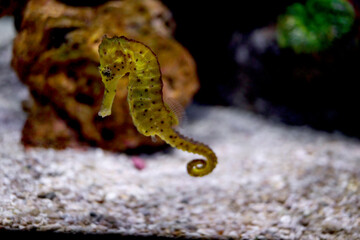 seahorse (Hippocampus) swimming underwater on tropical coral reef in deep blue ocean sea, cute marine sea life in aquarium.