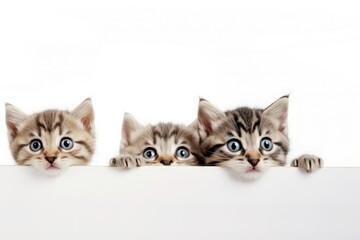 Fototapeta na wymiar Three kittens peek behind a white banner isolated on a white background.