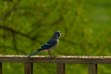 Naklejka premium This cute little blue jay was looking out across the yard when I took this picture. This little bird came out to the railing for some birdseed. I love the blue, white, and black colors of this avian.