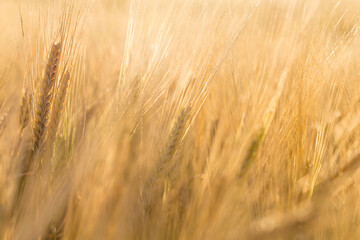 Wheat field