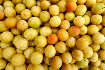 Yellow home grown Mirabelle fruits (prunus domestica subsp. syriaca) freshly picked
