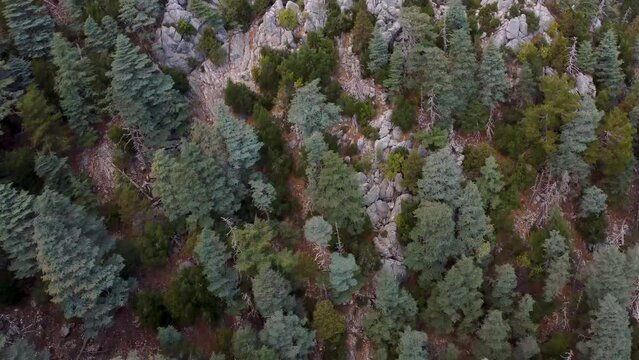 Aerial video of wild forest with huge Lebanon cedar trees in mountains along lycian way in Turkey.