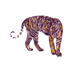 tiger color sketch with edge lines and transparent background