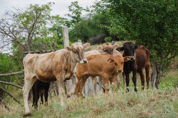 Cows and calves on the run in summer