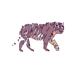 tiger color sketch with edge lines and transparent background