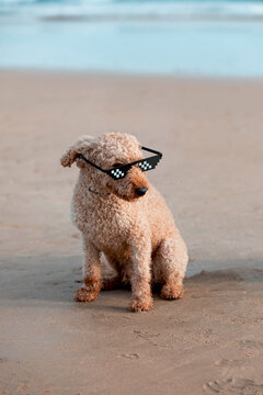 Cute poodle sitting on sandy beach with sunglasses in daylight