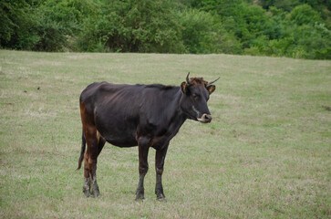 One cow walks in the summer in the pasture