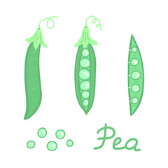 Green pea. The pod of green peas. Vector Illustration for printing, backgrounds, covers and packaging. Image can be used for greeting cards, posters, stickers and textile. Isolated on white background