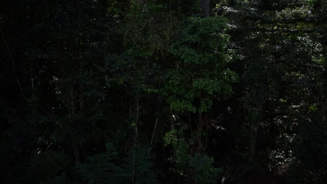 Amazon Rainforest Logger takes Chainsaw to Tree