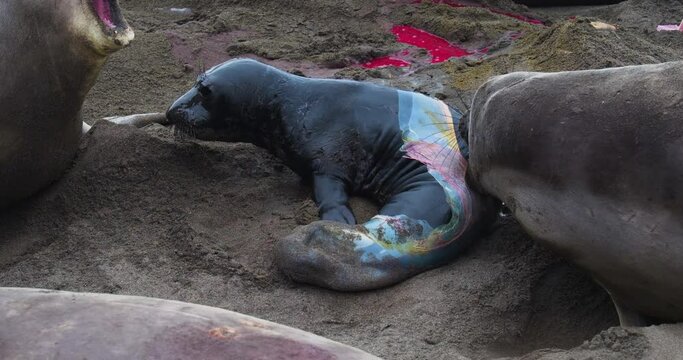 Rare quality close up video of a newly born elephant seal pup and its mother on the California coast. The mother is defending her territory and her pup from other females. Birds are eating the
