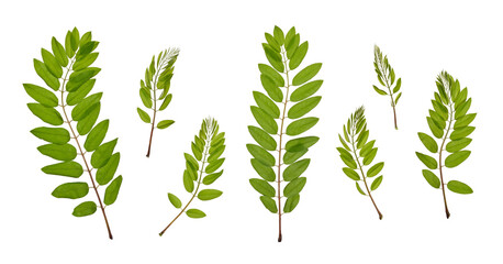 Acacia leaves of different sizes on transparent background. Set of acacia leaves.