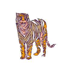 tiger color sketch with edge lines and transparent background