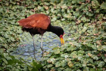 Naklejka premium Jacanidae