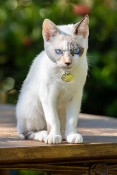 Gatinha filhote branca de olhos azuis e com uma das orelhas preta de coleira com pingente de identifica&ccedil;&atilde;o, sentada na beira e uma mesa de madeira com vegeta&ccedil;&atilde;o desfocada ao fundo.
