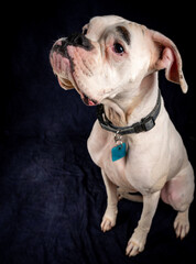 White boxer on textured studio background