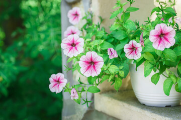 Pink petunia flower (Petunia hybrida),Blooming in the garden