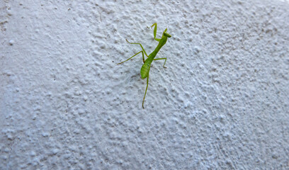 macro of beautiful green praying mantis on a white wall