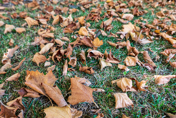 a carpet of fallen brown leaves on the lawn