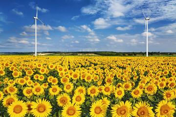 Sunflower field in Bulgaria - 624892436