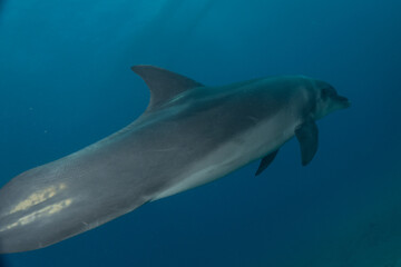 Fototapeta premium Dolphin swimming in the Red Sea, Eilat Israel 